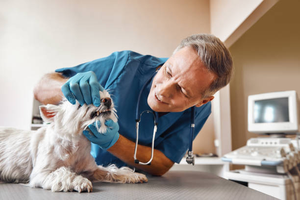Best Mobile Emergency Dentist in King City, CA
